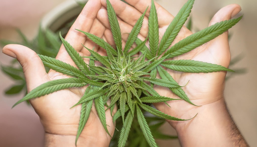 The Roots Of Marijuana Plants Have ‘Underexplored’ Medical Potential, Scientific Review Finds – Marijuana Moment