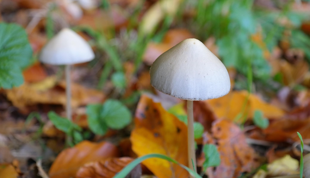 Psilocybin prevents chemotherapy-induced peripheral neuropathy through mitochondrial trafficking preservation | Science